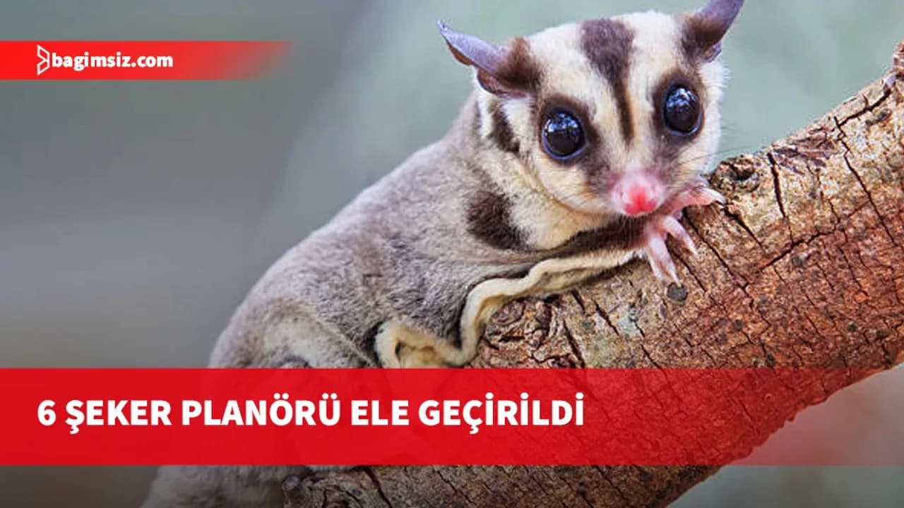 Lapta’da hayvan kaçakçılığı…