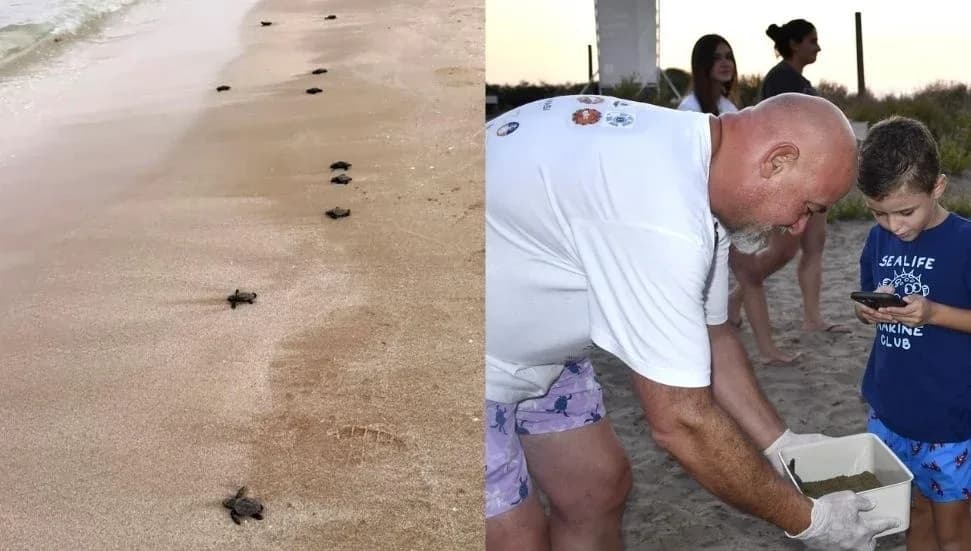 Deniz kaplumbağaları 18 yıldır DAÜ öncülüğünde korunuyor