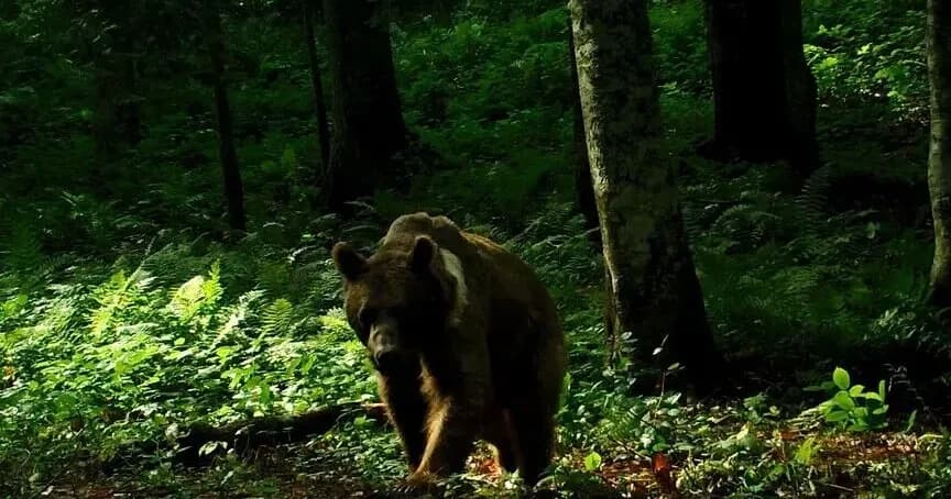 Tokyo’da, gevşetilen kurallar kapsamında ilk kez bir ayı vurularak öldürüldü