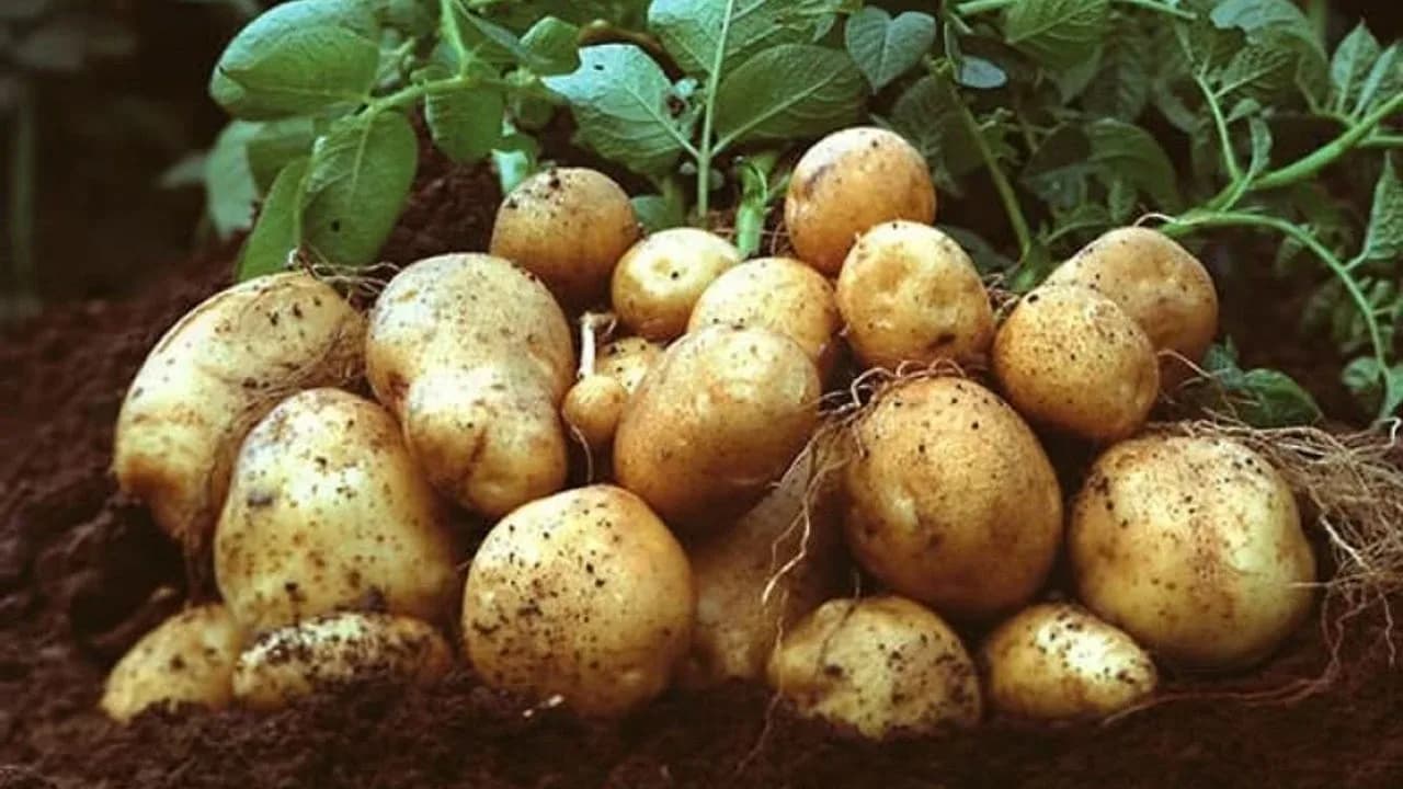 Sonbahar patates beyanları için son tarih 15 Ekim