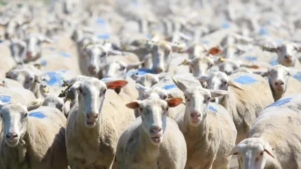 Küçükbaş üreticisine yemlik arpa ve yem için faizi devlet ödeyecek