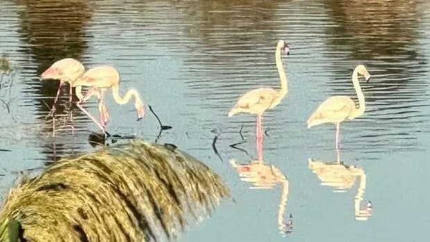 Üç örgüt, 10 Ekim Dünya Göçmen Kuşlar Günü’nde Ayluga Sulak Alanı’nda etkinlik düzenleyecek