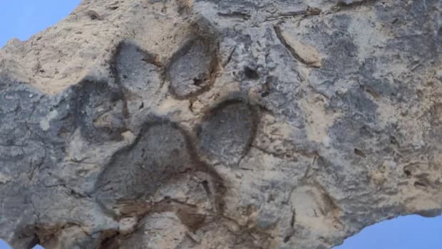 Tavşanlı Höyük kazılarında yaklaşık 4 bin yıllık pati izleri bulundu