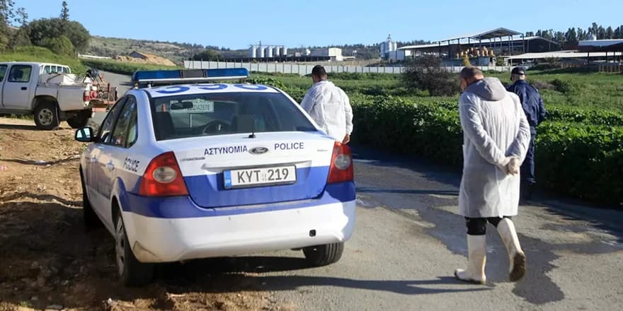 Güneyde yaklaşık 3 bin hayvan daha itlaf ediliyor
