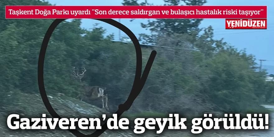 Gaziveren’de geyik görüldü!