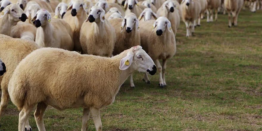Güneyde küçükbaş hayvan üreticileri zarar ediyor, büyük peynir fabrikaları kâr marjını yükseltiyor
