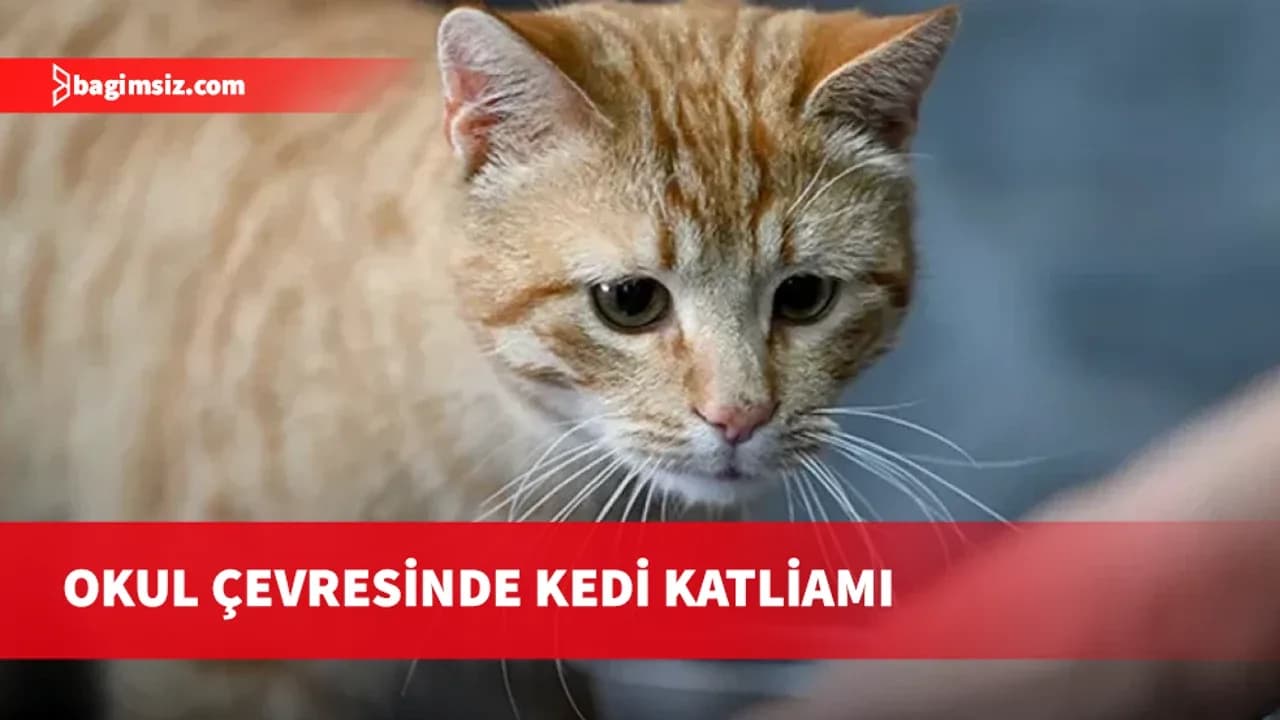 Lefkoşa'da Sayısı tespit edilemeyen ölü kedi ve kedi uzvu bulundu