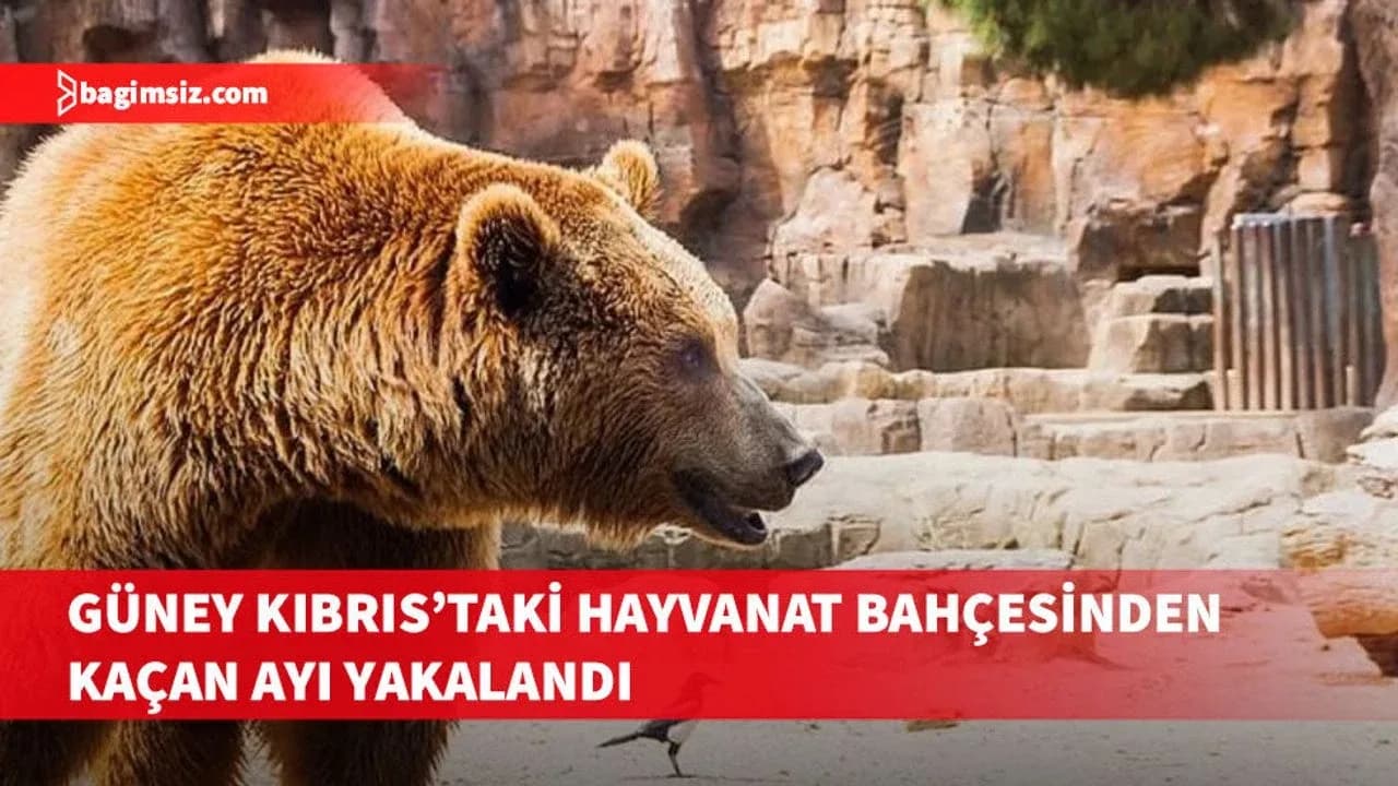 Melios Hayvanat Bahçesi’nden firar eden ayı bir saat sonra yakalandı