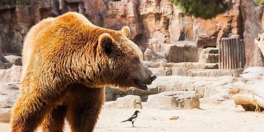 “Melios Hayvanat Bahçesi’nden” firar eden ayı yakalandı