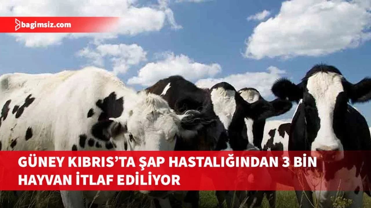 Güney Kıbrıs’ta yaklaşık 3 bin hayvan daha itlaf ediliyor