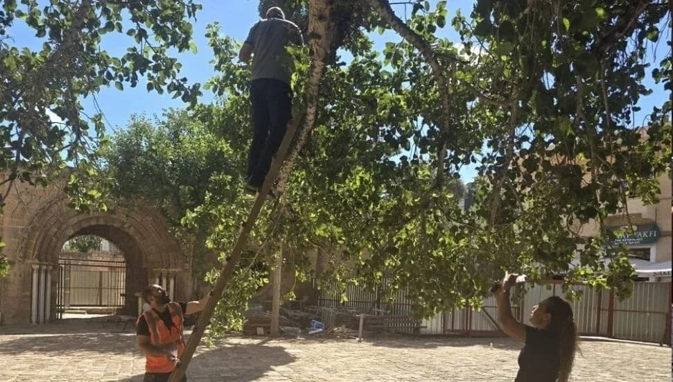 Tarihi Cümbez ağacındaki zararlıya biyolojik müdahale