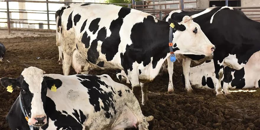 Şap hastalığı nedeniyle uygulanan bölgesel karantina kaldırılıyor