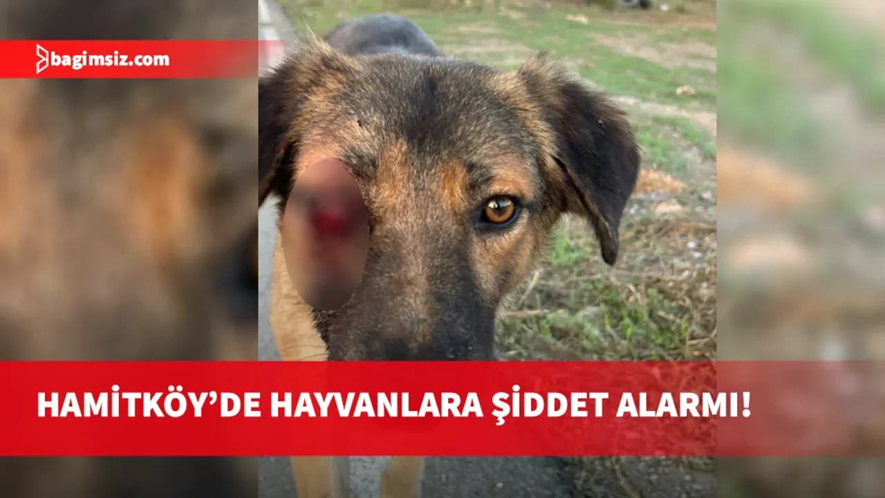 Hamitköy’de sokak köpeklerine yönelik silahlı şiddet: Yetkililere acil çağrı