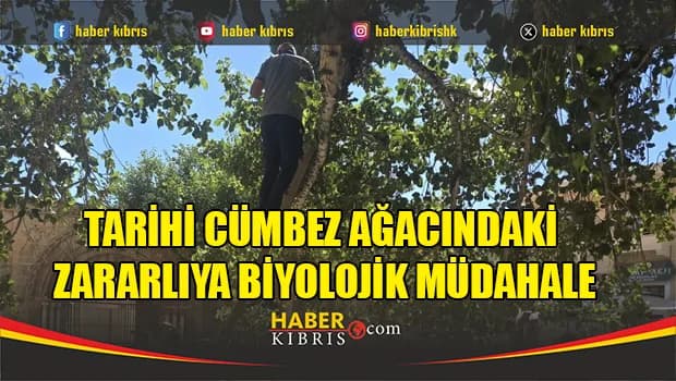 Tarihi Cümbez ağacındaki zararlıya biyolojik müdahale