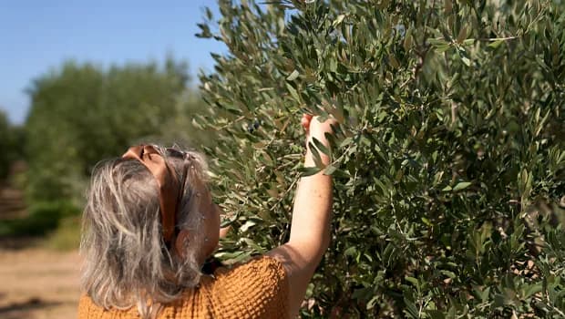 7. Ecolive Hasat Festivali, Pazar günü Akdeniz’de yapılacak