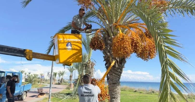 İskele’de hurma geleneği bu yıl da sürecek