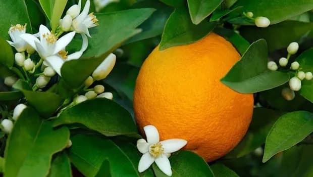 Narenciye Üreticileri Birliği Derneği hala ürün ödemelerinin yapılmadığına işaret etti