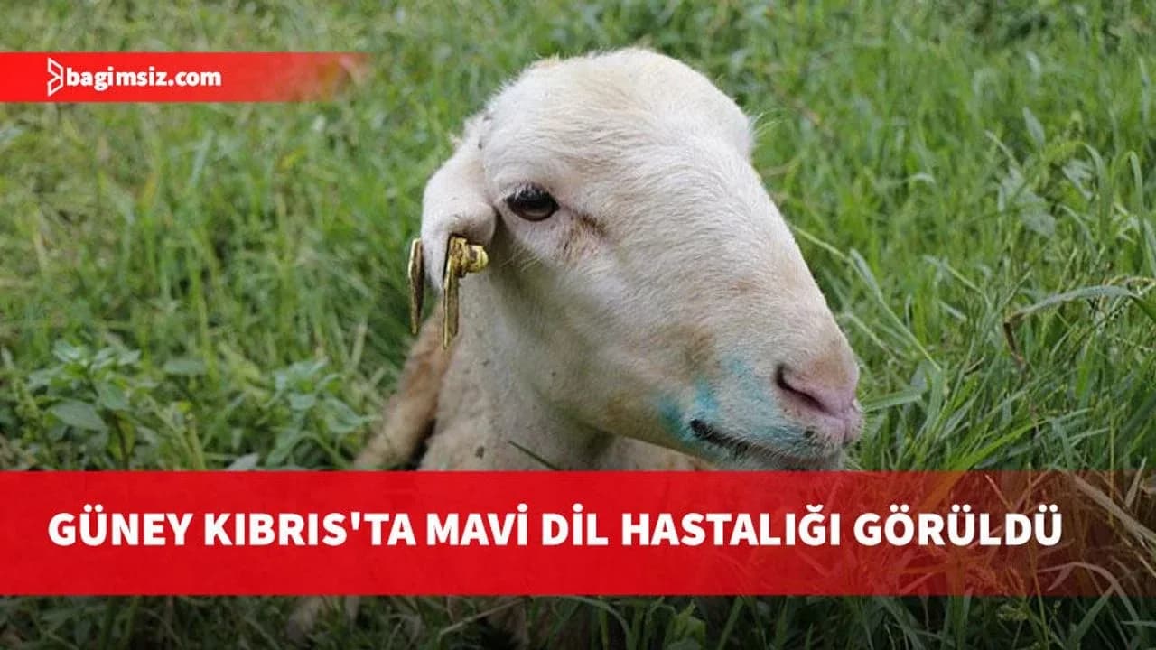Güney Kıbrıs'ta küçükbaş hayvanlarda Mavi Dil hastalığı görüldü