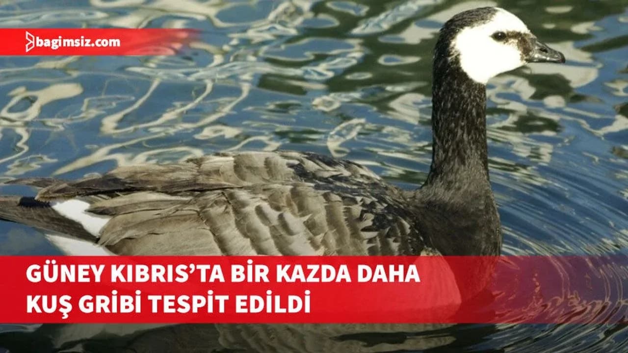 Güney Kıbrıs’ta bir kazda daha kuş gribi tespit edildi