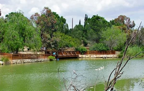 Parktan uzak durun I Lefkoşa’daki Athalassa Parkı’nda ikinci kuş gribi vakası: Dört kişi PCR takibinde