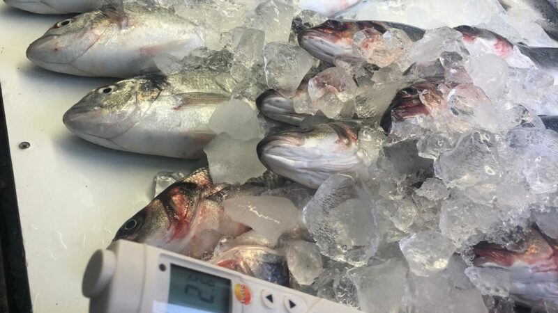 Perakende balık satış noktalarındaki denetimler yapılıyor