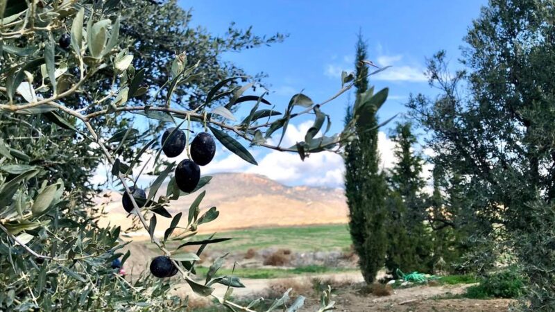 Lefke’de erkenci zeytin 19 Ağustos, yerli zeytin hasadı 2 Eylül’de